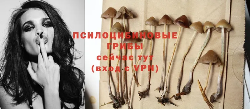 Псилоцибиновые грибы Psilocybe  где купить наркоту  Бородино 